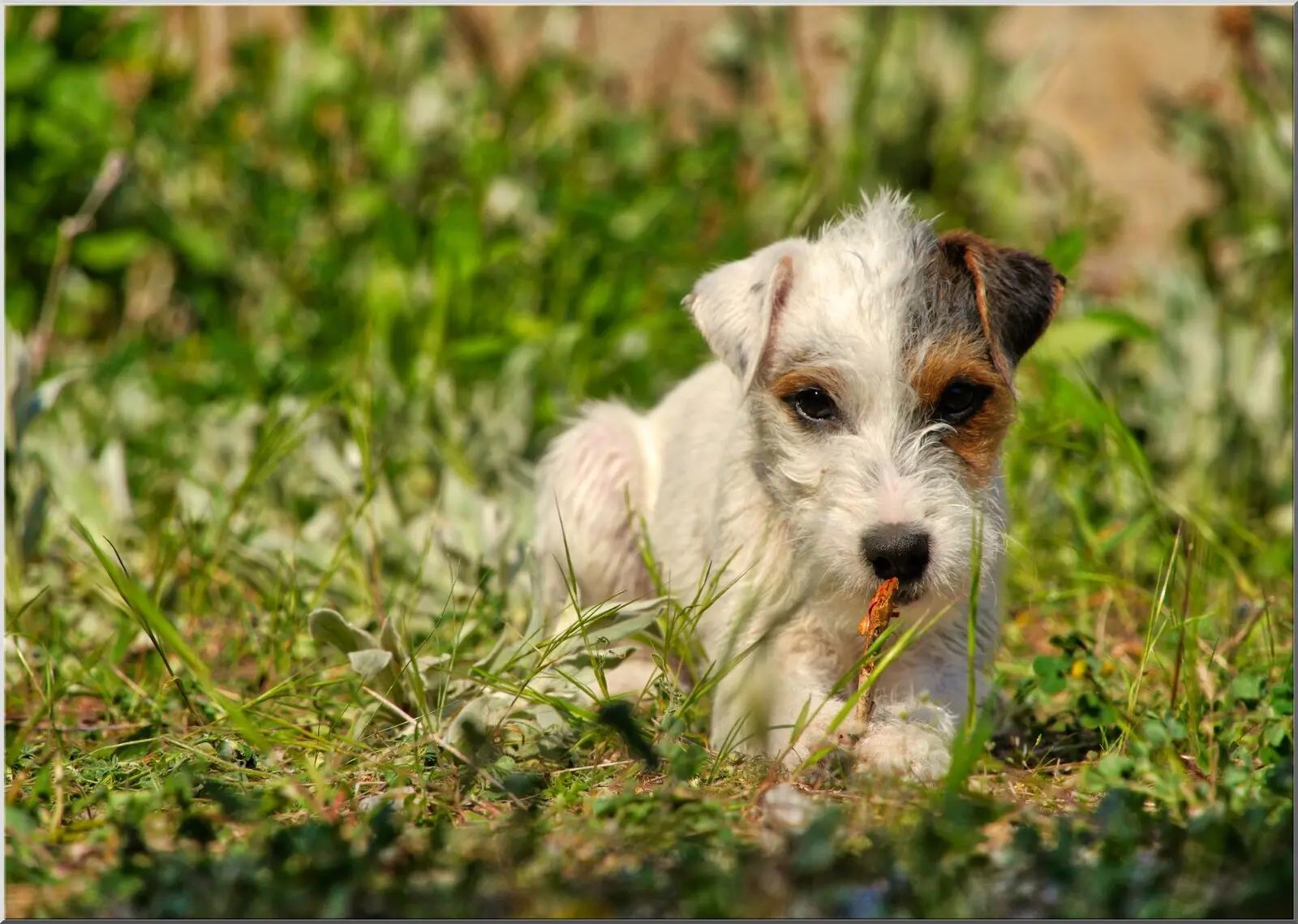 Postkarte mit kleinem Jack Russel auf grüner Wiese