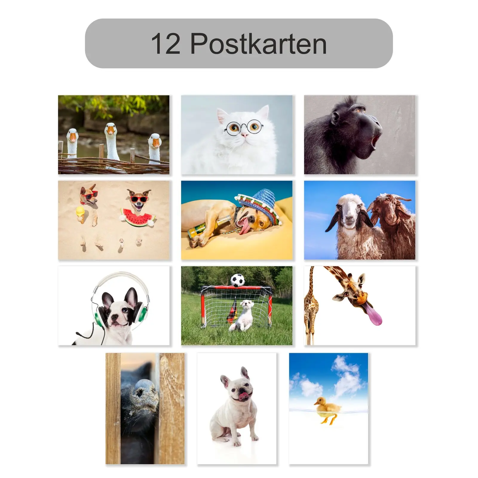Lustige Tiere 12er Set Postkarten. Mit Schwein, Hunde usw.