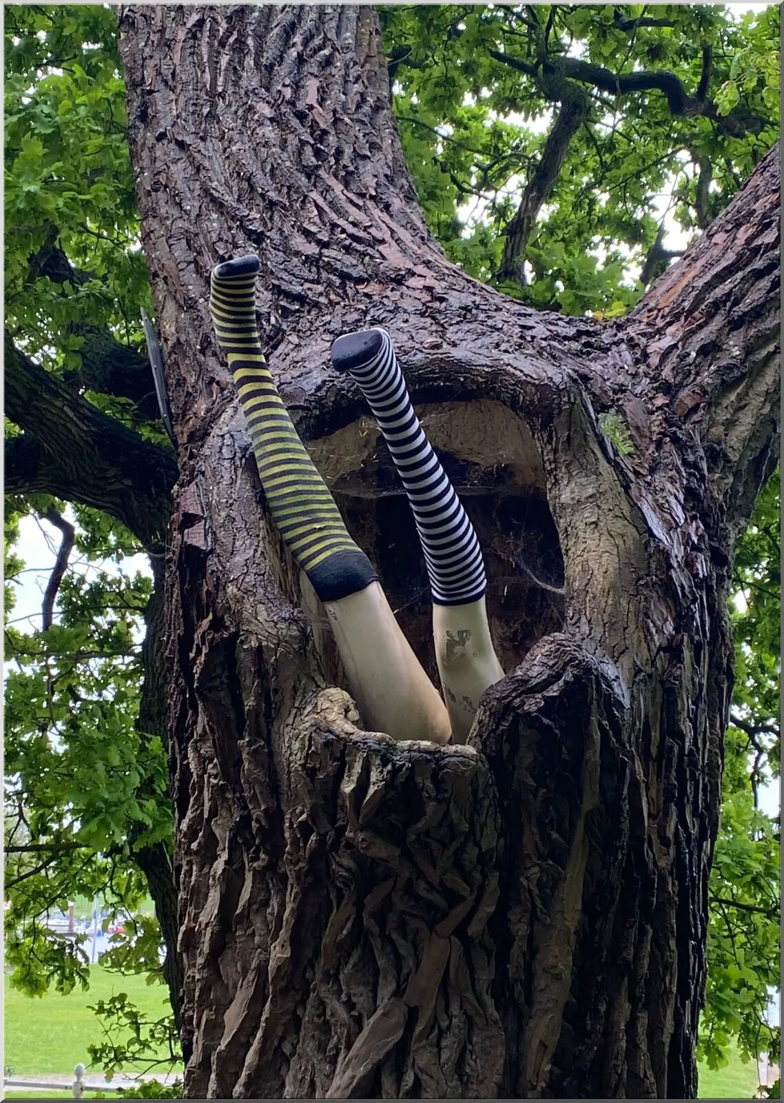 Postkarte mit zwei Beinen im Baum lustig witzig spaß
