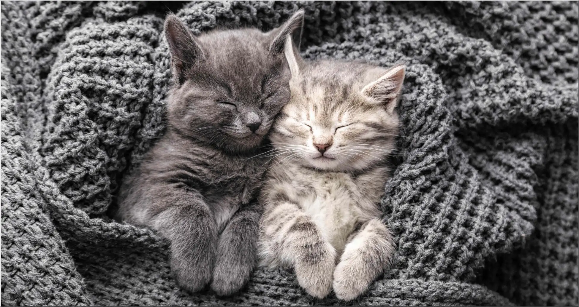 Zwei Süsse Katzenbabys In Grauer Strickdecke