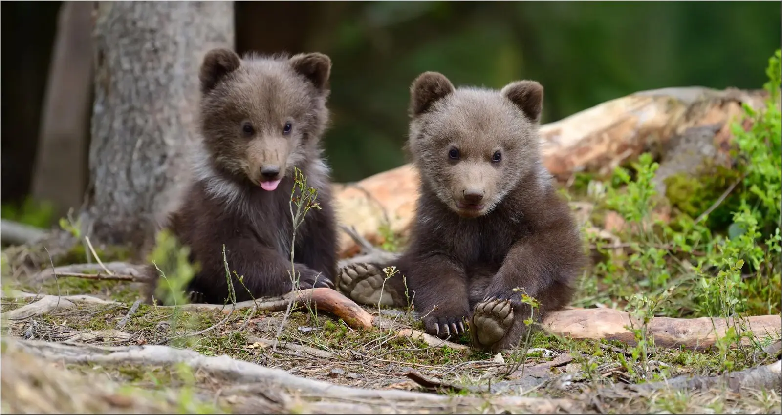 Zwei süße Bärenbabys im Wald