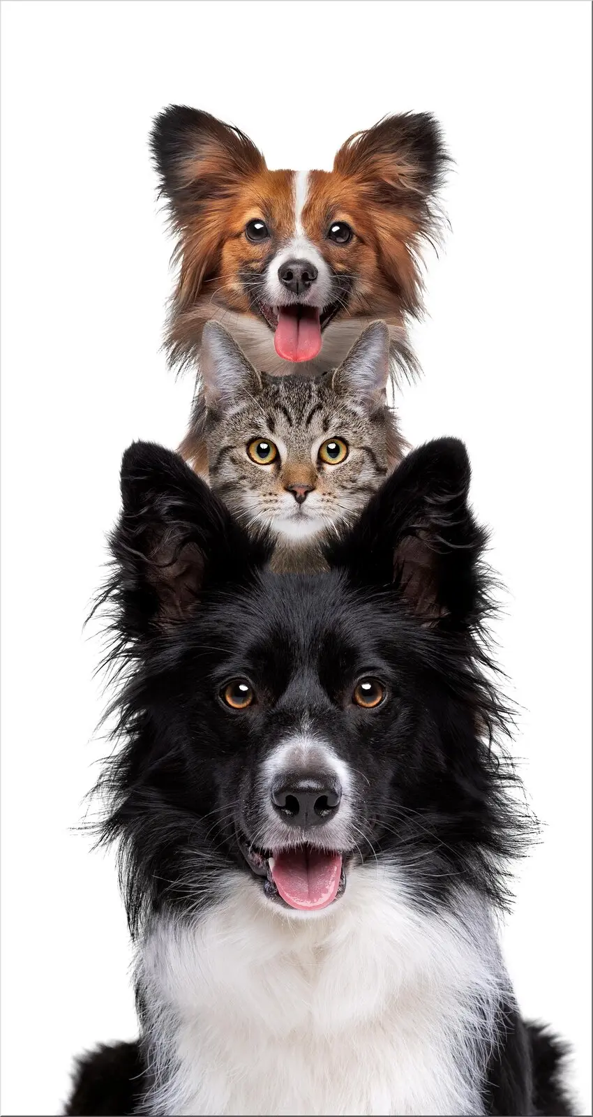 zwei hunde und eine Katze