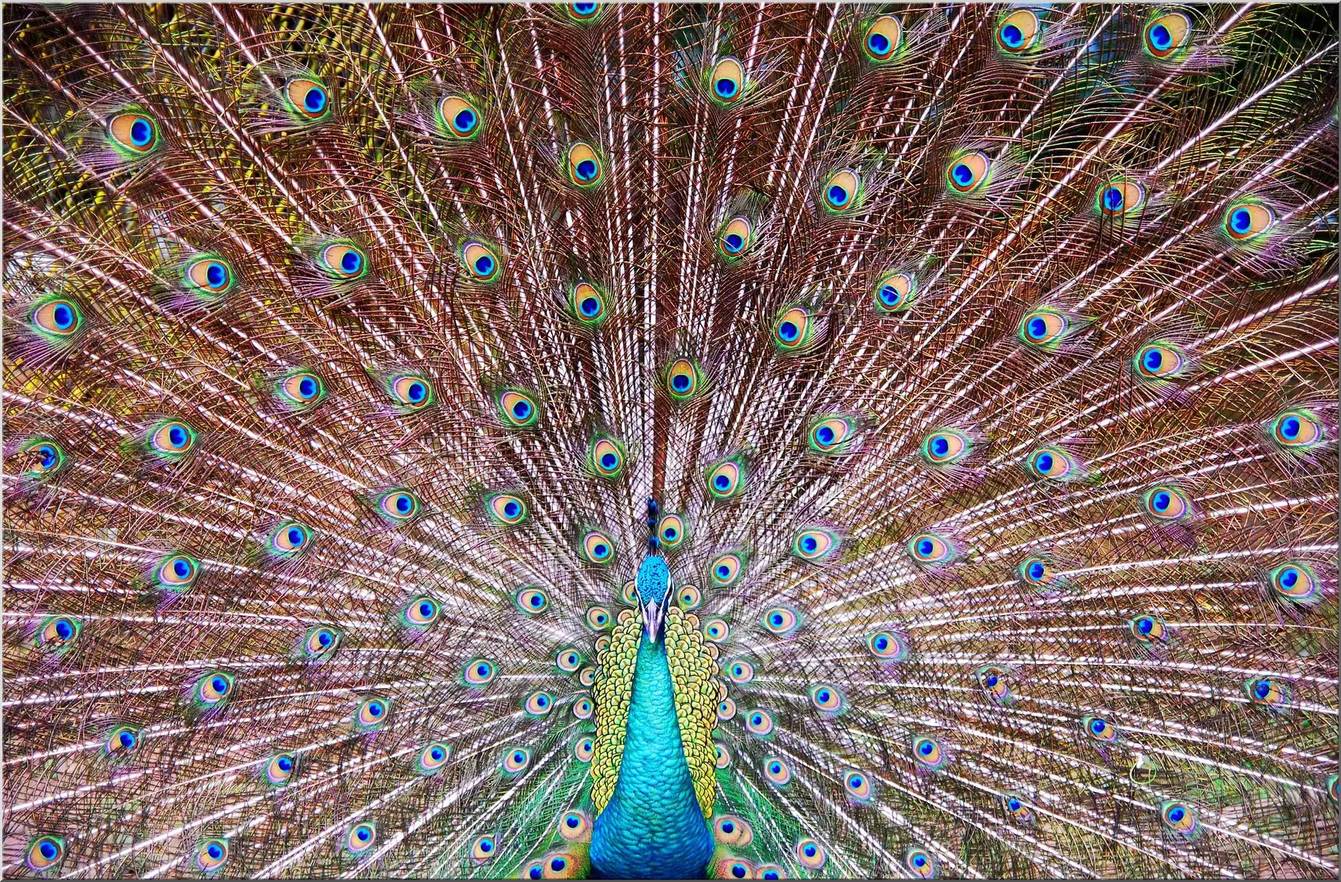 Pfau zeigt sein Federkleid