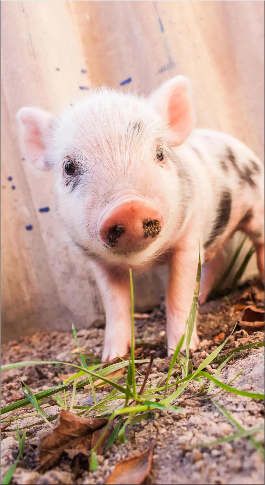 Süßes Ferkel