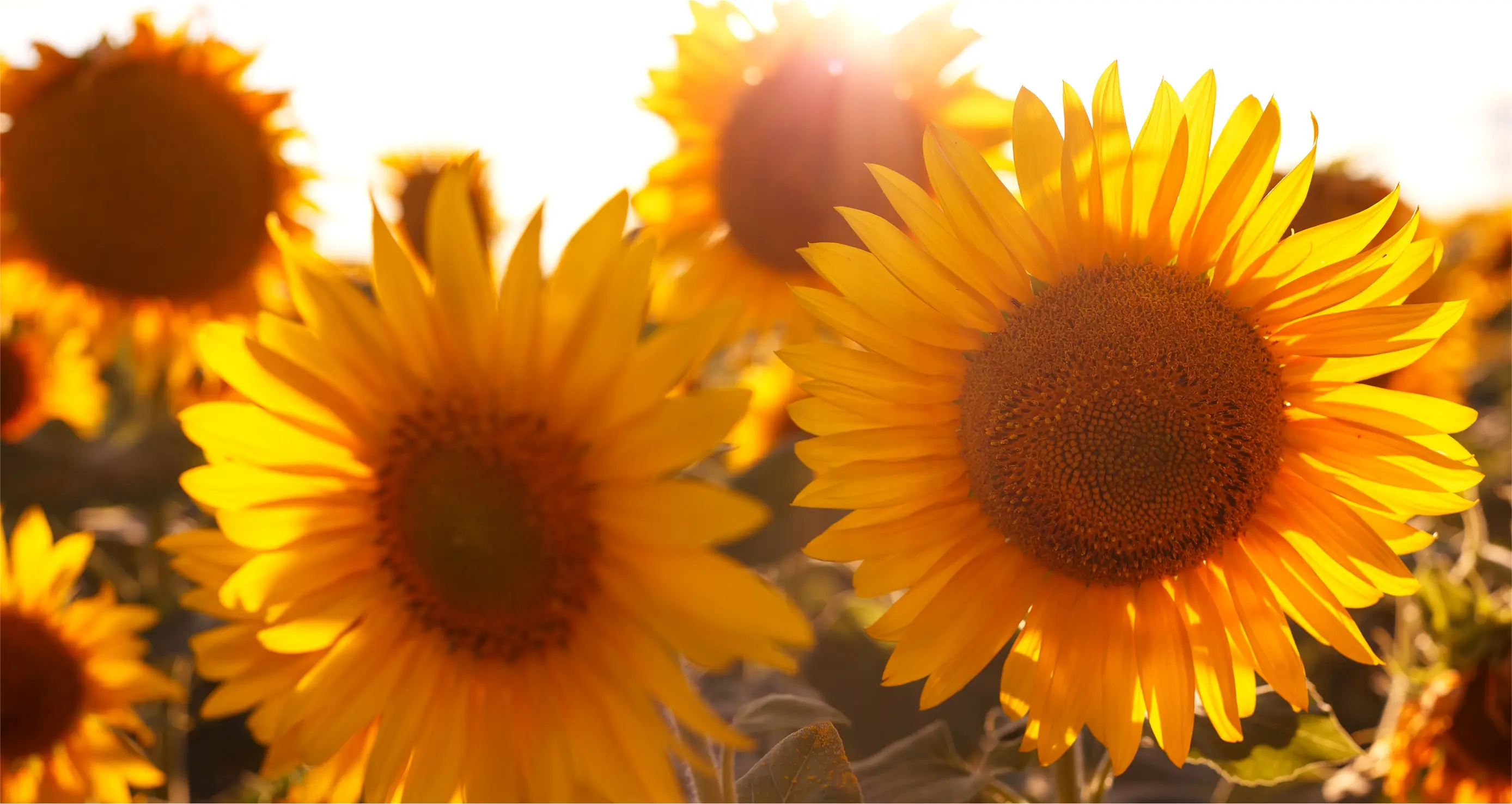 Postkarte In Groß Mit Sonnenblume Online Kaufen